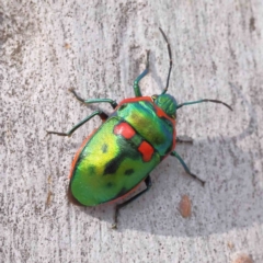 Scutiphora pedicellata (Metallic Jewel Bug) at Caladenia Forest, O'Connor - 29 Aug 2023 by ConBoekel