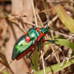 Scutiphora pedicellata at Canberra Central, ACT - 29 Aug 2023