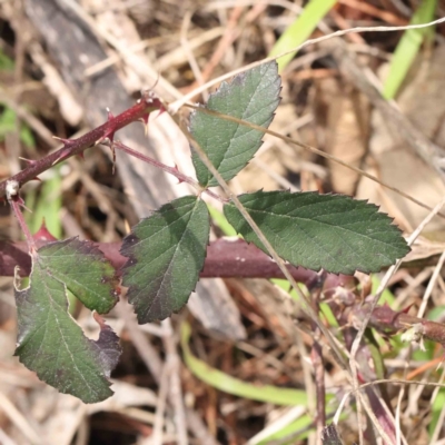 Rubus anglocandicans (Blackberry) at O'Connor, ACT - 29 Aug 2023 by ConBoekel