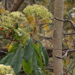 Photinia serratifolia (Chinese Photinia) at O'Connor, ACT - 29 Aug 2023 by ConBoekel