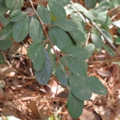 Cotoneaster glaucophyllus (Cotoneaster) at Caladenia Forest, O'Connor - 29 Aug 2023 by ConBoekel