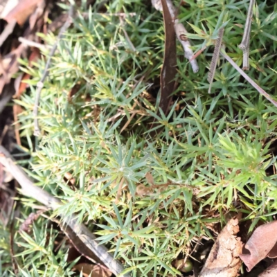 Styphelia humifusum (Cranberry Heath) at Bruce, ACT - 23 Aug 2023 by ConBoekel