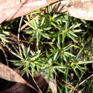 Astroloma humifusum at Bruce, ACT - 23 Aug 2023