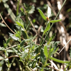 Gonocarpus tetragynus at Acton, ACT - 29 Aug 2023