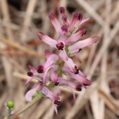 Fumaria muralis subsp. muralis (Wall Fumitory) at Caladenia Forest, O'Connor - 29 Aug 2023 by ConBoekel