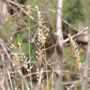 Phalaris aquatica at O'Connor, ACT - 29 Aug 2023 12:55 PM