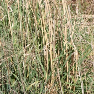 Phalaris aquatica at O'Connor, ACT - 29 Aug 2023 12:55 PM