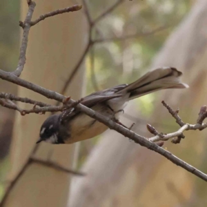 Rhipidura albiscapa at Canberra Central, ACT - 29 Aug 2023