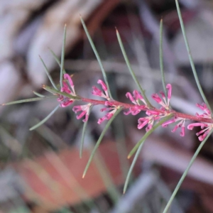 Hakea decurrens subsp. decurrens at Bruce, ACT - 23 Aug 2023