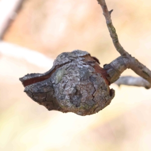 Hakea decurrens subsp. decurrens at Bruce, ACT - 23 Aug 2023