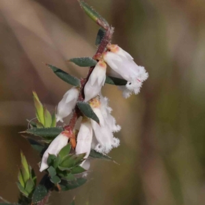 Leucopogon fletcheri subsp. brevisepalus at Acton, ACT - 29 Aug 2023