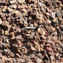 Iridomyrmex purpureus (Meat Ant) at Bruce, ACT - 23 Aug 2023 by ConBoekel
