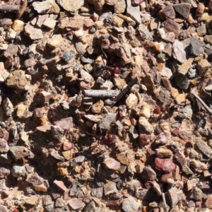 Iridomyrmex purpureus at Bruce, ACT - 23 Aug 2023