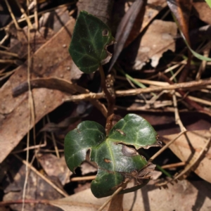 Hedera sp. (helix or hibernica) at Caladenia Forest, O'Connor - 29 Aug 2023 01:01 PM