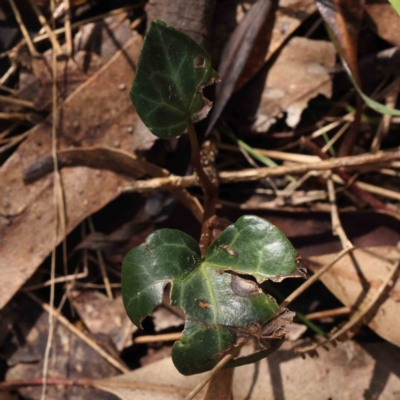 Hedera sp. (helix or hibernica) (Ivy) at O'Connor, ACT - 29 Aug 2023 by ConBoekel