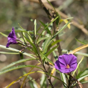 Solanum linearifolium at O'Connor, ACT - 29 Aug 2023 12:58 PM