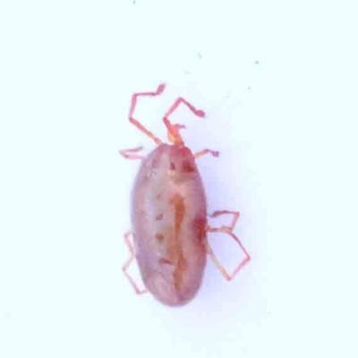 Erythraeidae (family) (Erythraeid mite) at Bruce Ridge to Gossan Hill - 23 Aug 2023 by ConBoekel