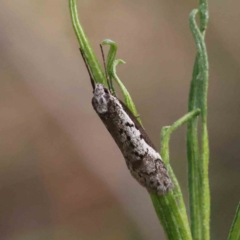 Philobota stella (A concealer moth) at Acton, ACT - 29 Aug 2023 by ConBoekel