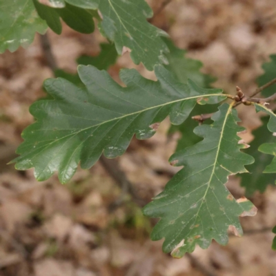 Quercus robur (English Oak) at O'Connor, ACT - 29 Aug 2023 by ConBoekel