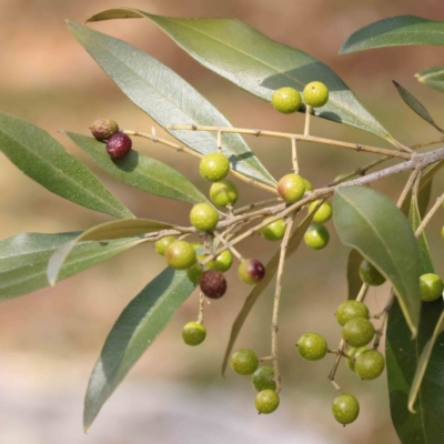 Olea europaea subsp. cuspidata (African Olive) at O'Connor, ACT - 29 Aug 2023 by ConBoekel