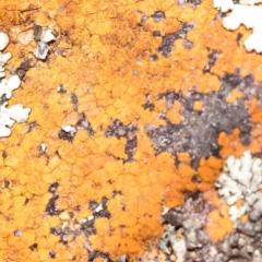 Unverified Lichen, Moss or other Bryophyte - 1 Jan 1900 by ConBoekel