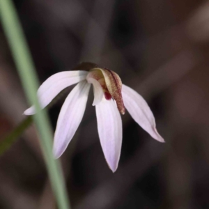 Caladenia fuscata at Acton, ACT - suppressed