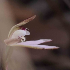 Caladenia fuscata at Acton, ACT - suppressed