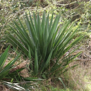 Yucca sp. at Acton, ACT - 29 Aug 2023 01:06 PM