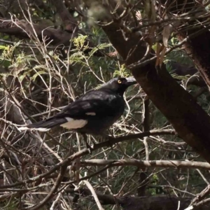 Strepera graculina at O'Connor, ACT - 29 Aug 2023