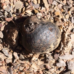 Pisolithus marmoratus (Horse Dung Fungus) at Bruce Ridge to Gossan Hill - 23 Aug 2023 by ConBoekel