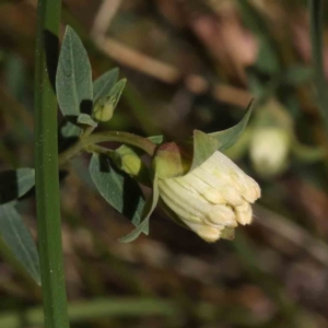 Pimelea linifolia subsp. linifolia at Canberra Central, ACT - 29 Aug 2023