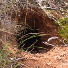 Oryctolagus cuniculus (European Rabbit) at Caladenia Forest, O'Connor - 29 Aug 2023 by ConBoekel