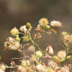 Erigeron sp. (Fleabanes) at Caladenia Forest, O'Connor - 29 Aug 2023 by ConBoekel