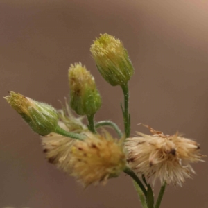 Erigeron sp. at O'Connor, ACT - 29 Aug 2023