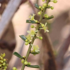 Phyllanthus occidentalis (Thyme Spurge) at Caladenia Forest, O'Connor - 29 Aug 2023 by ConBoekel