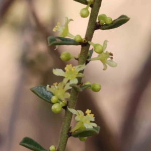 Phyllanthus occidentalis at Acton, ACT - 29 Aug 2023 01:42 PM