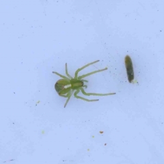 Sidymella sp. (genus) (A crab spider) at Bruce Ridge to Gossan Hill - 23 Aug 2023 by ConBoekel