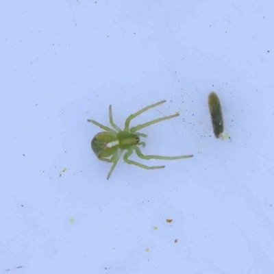 Sidymella sp. (genus) (A crab spider) at Bruce Ridge to Gossan Hill - 23 Aug 2023 by ConBoekel