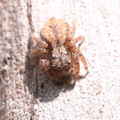 Servaea incana (Hoary Servaea) at Canberra Central, ACT - 29 Aug 2023 by ConBoekel