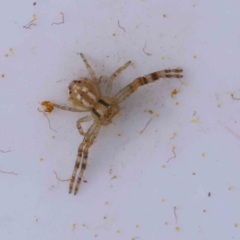 Australomisidia sp. (genus) (Flower spider) at Canberra Central, ACT - 29 Aug 2023 by ConBoekel