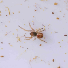 Araneinae (subfamily) at Acton, ACT - 29 Aug 2023 by ConBoekel