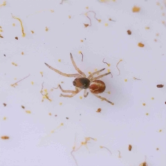 Unidentified Spider (Araneae) at Caladenia Forest, O'Connor - 29 Aug 2023 by ConBoekel