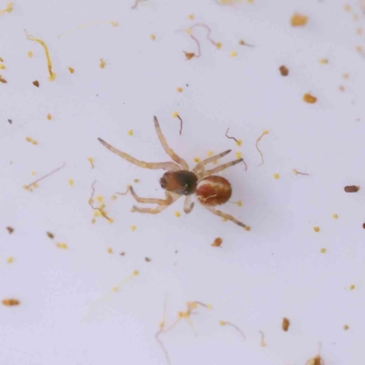 Araneinae (subfamily) at Acton, ACT - 29 Aug 2023 by ConBoekel