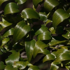 Asparagus asparagoides (Bridal Creeper, Florist's Smilax) at Bruce Ridge to Gossan Hill - 23 Aug 2023 by ConBoekel