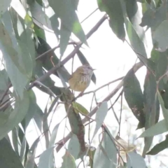 Acanthiza lineata (Striated Thornbill) at O'Connor, ACT - 29 Aug 2023 by ConBoekel