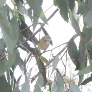 Acanthiza lineata at O'Connor, ACT - 29 Aug 2023