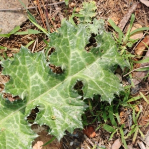 Carduus nutans at Acton, ACT - 29 Aug 2023