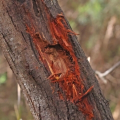 Zanda funerea (Yellow-tailed Black-Cockatoo) at Caladenia Forest, O'Connor - 29 Aug 2023 by ConBoekel