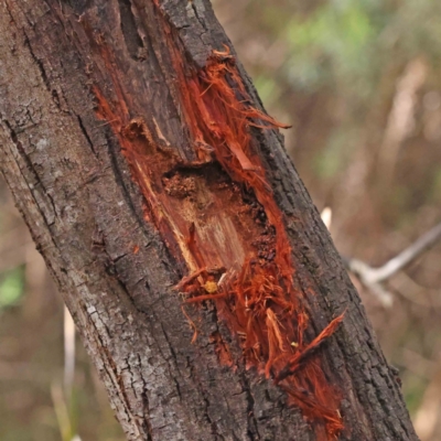 Zanda funerea (Yellow-tailed Black-Cockatoo) at Caladenia Forest, O'Connor - 29 Aug 2023 by ConBoekel