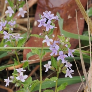 Mentha diemenica at Cotter River, ACT - 22 Mar 2023